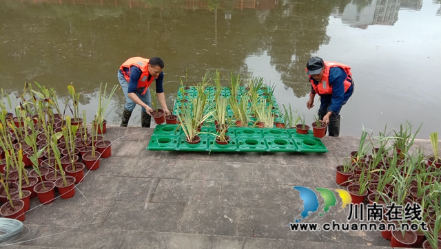 泸县百和镇持续开展大鹿溪生态浮岛建设项目(图2)