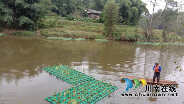 泸县百和镇持续开展大鹿溪生态浮岛建设项目(图5)