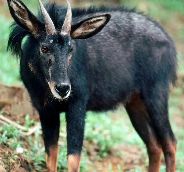 “熊出没”“四不像”，还有这些珍稀动物出镜！泸州有个天然“动物园”(图2)