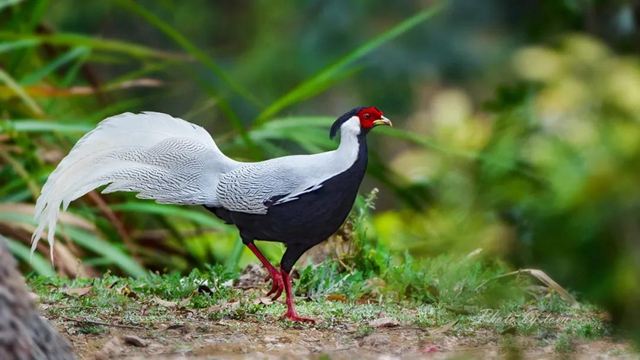 “熊出没”“四不像”，还有这些珍稀动物出镜！泸州有个天然“动物园”(图3)