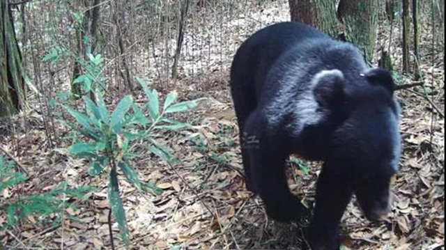 “熊出没”“四不像”，还有这些珍稀动物出镜！泸州有个天然“动物园”(图5)