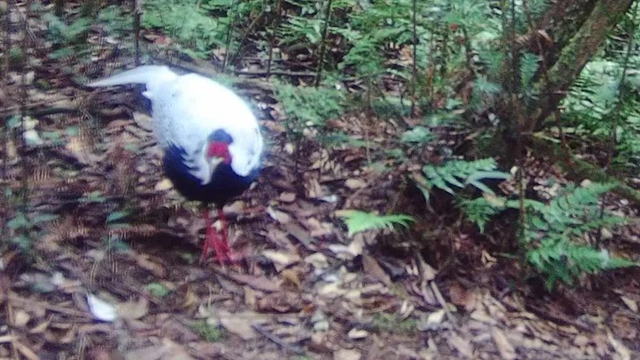 “熊出没”“四不像”，还有这些珍稀动物出镜！泸州有个天然“动物园”(图8)