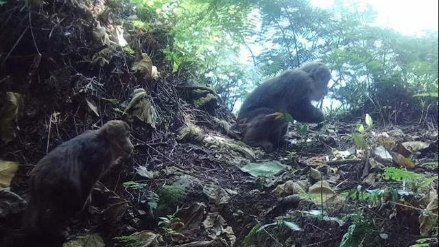 “熊出没”“四不像”，还有这些珍稀动物出镜！泸州有个天然“动物园”(图9)