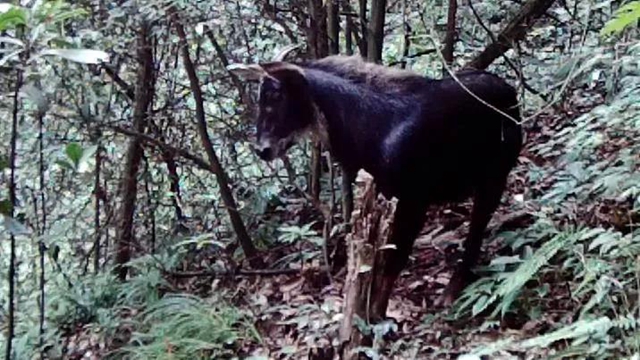 “熊出没”“四不像”，还有这些珍稀动物出镜！泸州有个天然“动物园”(图10)