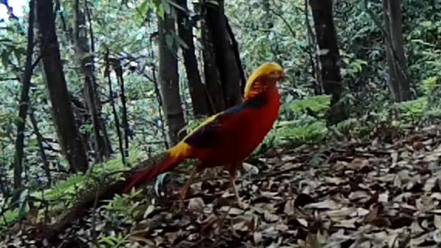 “熊出没”“四不像”，还有这些珍稀动物出镜！泸州有个天然“动物园”(图11)