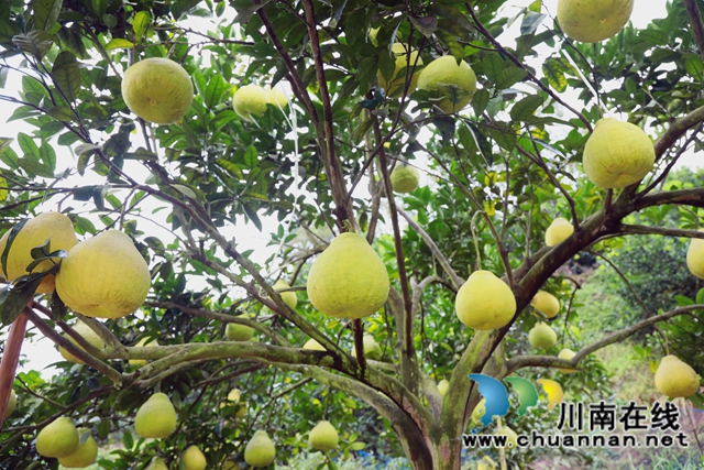 金秋十月，合江真龙柚迎来丰收！(图1)
