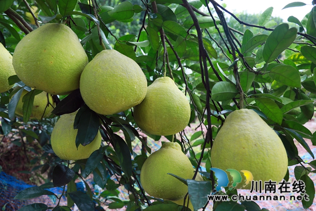金秋十月，合江真龙柚迎来丰收！(图5)