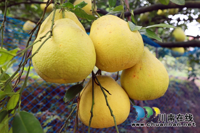 金秋十月，合江真龙柚迎来丰收！(图2)