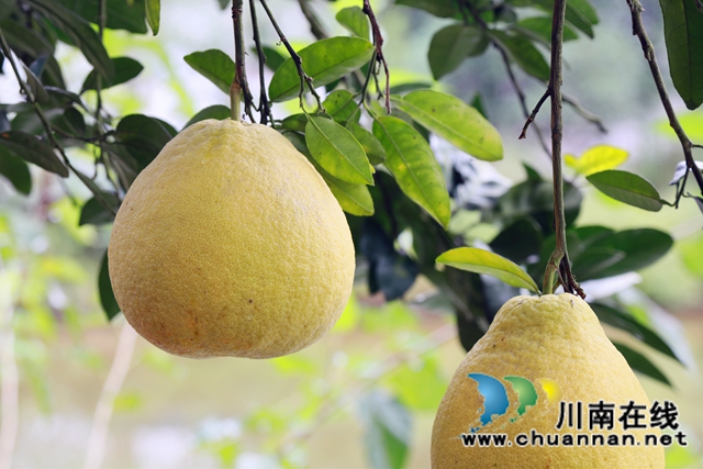金秋十月，合江真龙柚迎来丰收！(图4)