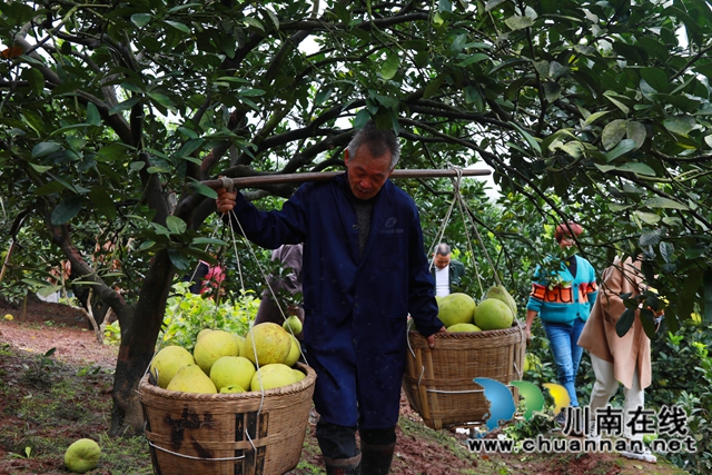 金秋十月，合江真龙柚迎来丰收！(图7)