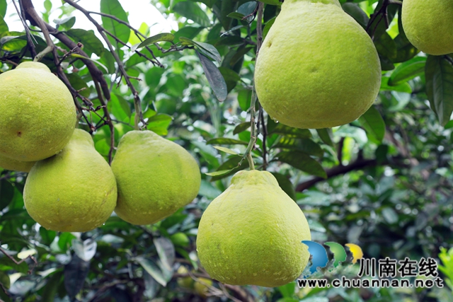 金秋十月，合江真龙柚迎来丰收！(图8)