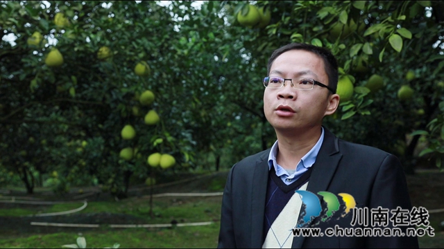 金秋十月，合江真龙柚迎来丰收！(图11)