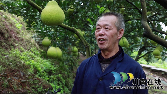 金秋十月，合江真龙柚迎来丰收！(图10)