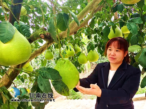 纳溪区护国镇:女支书带领村民打通产业奔康路(图1) 纳溪区护国镇:女支书带领村民打通产业奔康路(图1)