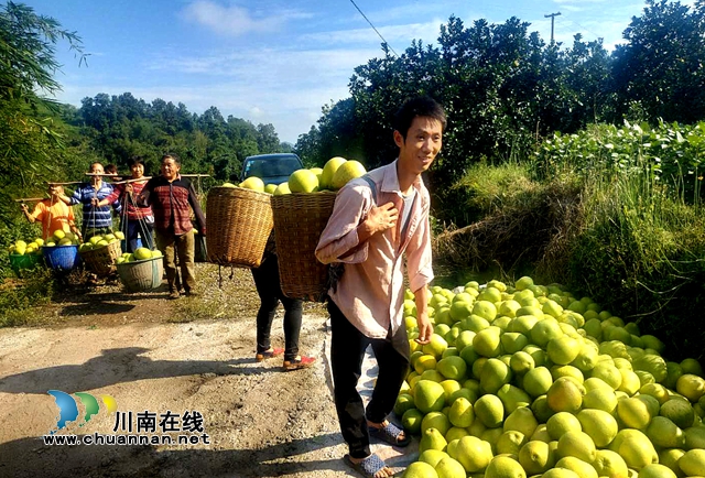 纳溪区护国镇:女支书带领村民打通产业奔康路(图2) 纳溪区护国镇:女支书带领村民打通产业奔康路(图2)