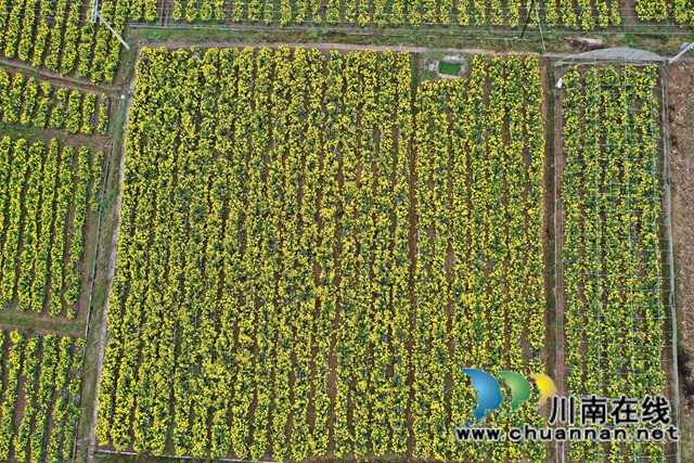 古蔺县彰德街道：菊花盛开正当时，金丝皇菊采摘忙(图1)