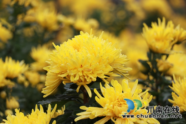 古蔺县彰德街道：菊花盛开正当时，金丝皇菊采摘忙(图4)
