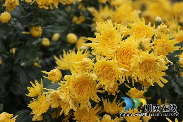 古蔺县彰德街道：菊花盛开正当时，金丝皇菊采摘忙(图5)