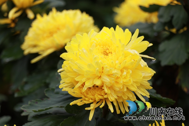 古蔺县彰德街道：菊花盛开正当时，金丝皇菊采摘忙(图3)