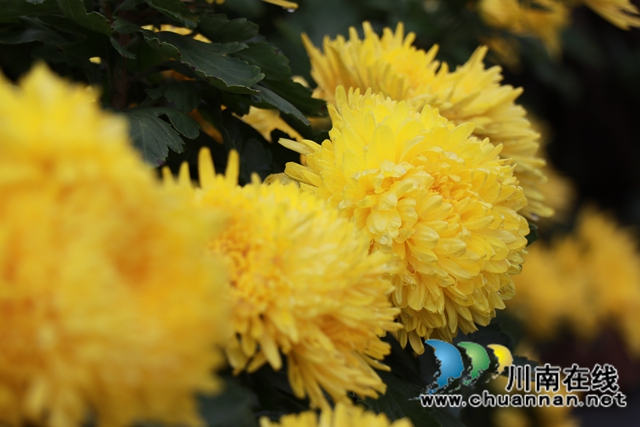 古蔺县彰德街道：菊花盛开正当时，金丝皇菊采摘忙(图2)