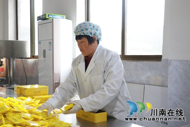 古蔺县彰德街道：菊花盛开正当时，金丝皇菊采摘忙(图6)