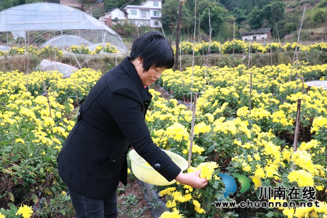 古蔺县彰德街道：菊花盛开正当时，金丝皇菊采摘忙(图7)