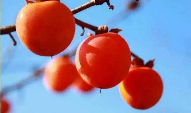 【霜降】今天起，不要吃烧烤了？(图8)