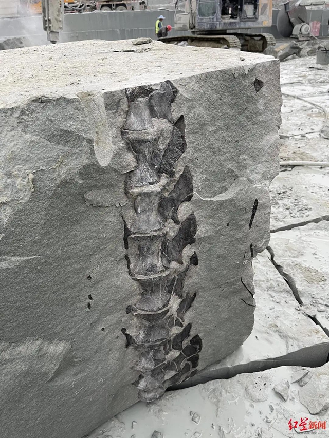 隆昌市首次发现完整恐龙化石！距今约1.6亿年(图1)
