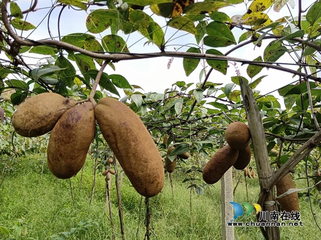 纳溪区太和村:蜂糖李最高卖到88元/斤!(图3) 纳溪区太和村:蜂糖李最高卖到88元/斤!(图3)