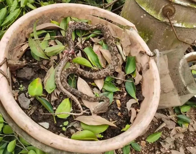 18人被咬伤住院！“烙铁头”出没，泸州人小心(图3)