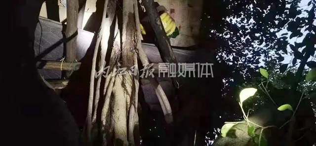 “野外生存”？隆昌两小孩树上生活两天两夜，背后让人深思——(图1)