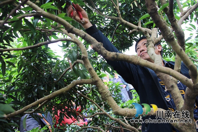 合江县荔江镇:凝聚统战力量,助力产业振兴(图1) 合江县荔江镇:凝聚统战力量,助力产业振兴(图1)