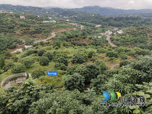 合江县荔江镇:凝聚统战力量,助力产业振兴(图2) 合江县荔江镇:凝聚统战力量,助力产业振兴(图2)