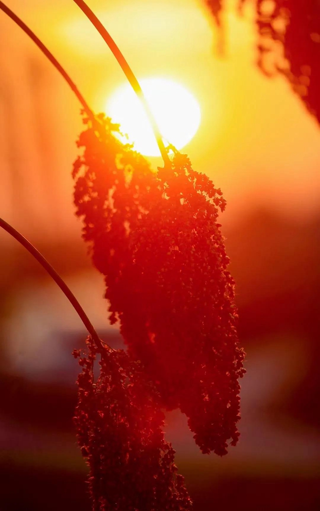 红橙黄绿青蓝紫,这样的七彩泸州美爆啦!(图5) 红橙黄绿青蓝紫,这样的七彩泸州美爆啦!(图5)