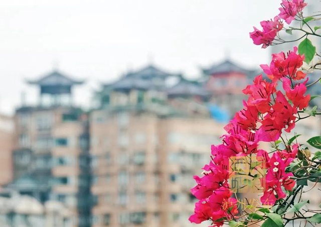 红橙黄绿青蓝紫,这样的七彩泸州美爆啦!(图2) 红橙黄绿青蓝紫,这样的七彩泸州美爆啦!(图2)