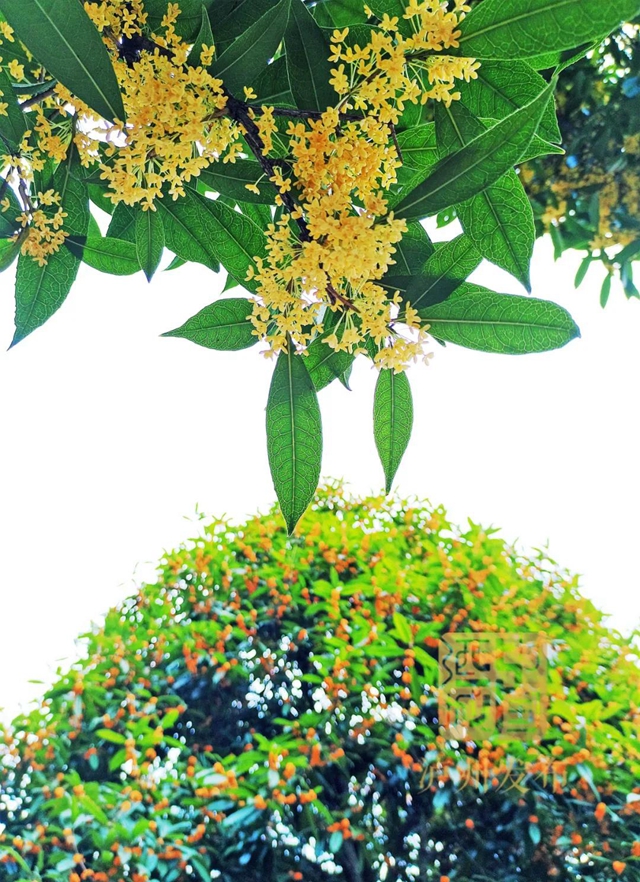 红橙黄绿青蓝紫,这样的七彩泸州美爆啦!(图8) 红橙黄绿青蓝紫,这样的七彩泸州美爆啦!(图8)