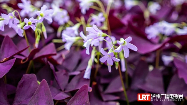 红橙黄绿青蓝紫,这样的七彩泸州美爆啦!(图22) 红橙黄绿青蓝紫,这样的七彩泸州美爆啦!(图22)