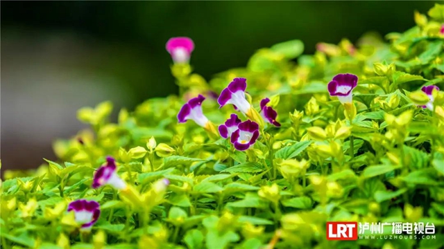 红橙黄绿青蓝紫,这样的七彩泸州美爆啦!(图23) 红橙黄绿青蓝紫,这样的七彩泸州美爆啦!(图23)