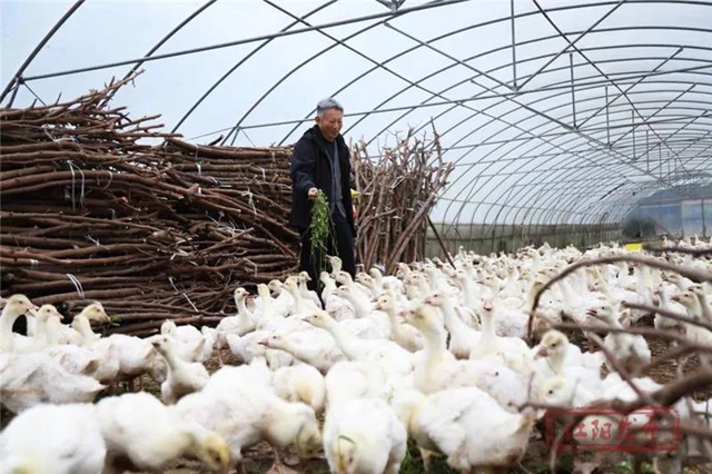 蔬菜太贵？江阳本土吃货专场来咯！美味还实惠，买它！(图5)