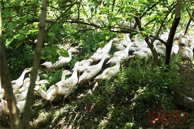 蔬菜太贵？江阳本土吃货专场来咯！美味还实惠，买它！(图7)