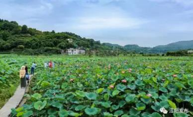 蔬菜太贵？江阳本土吃货专场来咯！美味还实惠，买它！(图9)