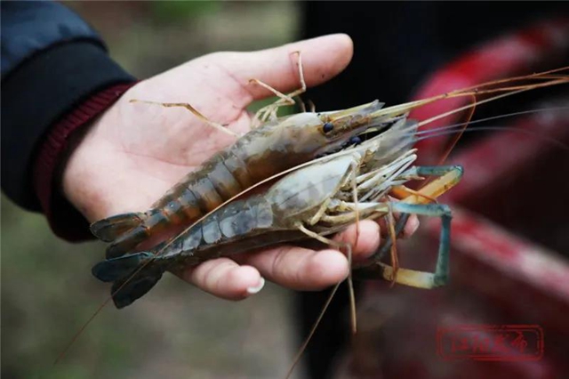 蔬菜太贵？江阳本土吃货专场来咯！美味还实惠，买它！(图13)