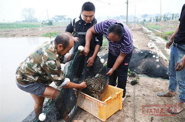 蔬菜太贵？江阳本土吃货专场来咯！美味还实惠，买它！(图15)