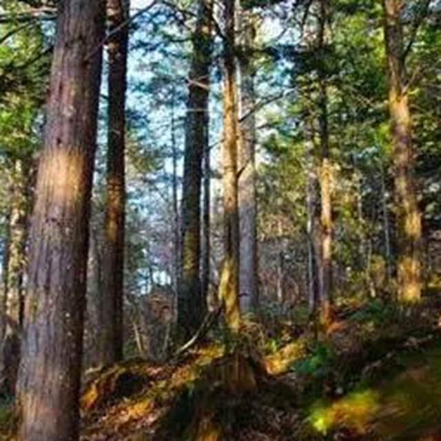 速来围观，合江公安将公开拍卖一批珍稀木材！(图2)