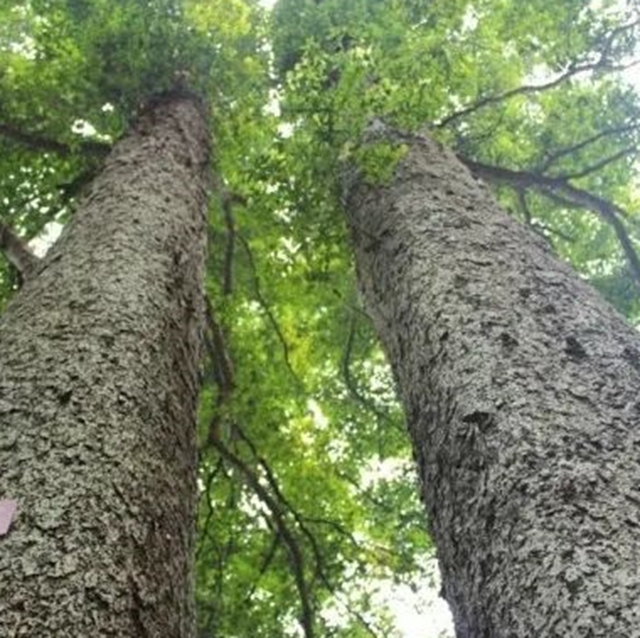 速来围观，合江公安将公开拍卖一批珍稀木材！