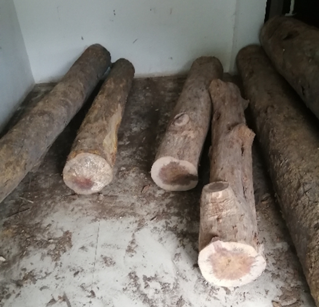 速来围观，合江公安将公开拍卖一批珍稀木材！(图6)