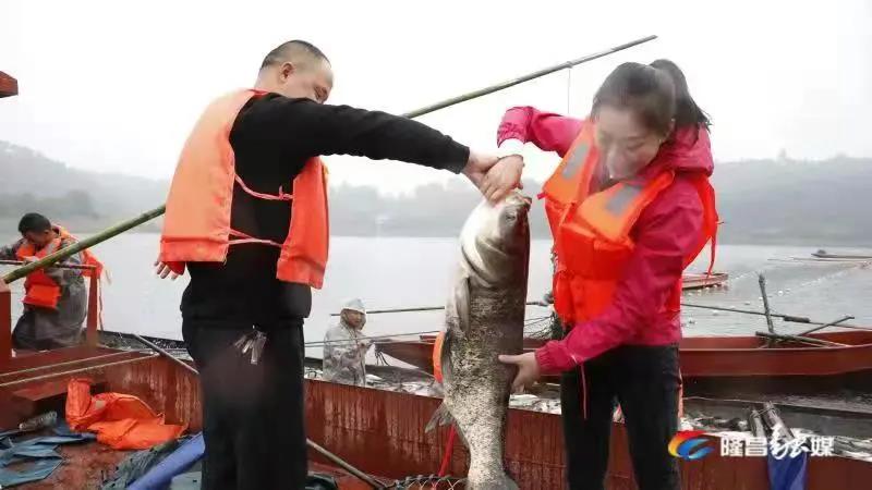 场面震撼！隆昌古宇湖大捕鱼、捕大鱼