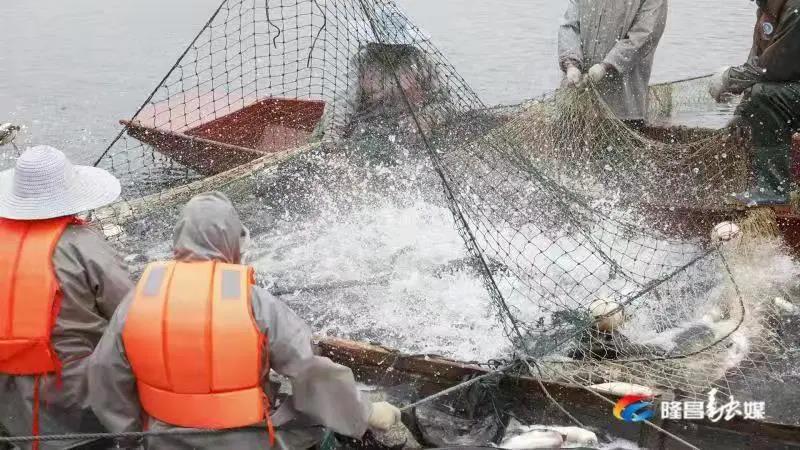 场面震撼！隆昌古宇湖大捕鱼、捕大鱼(图4)