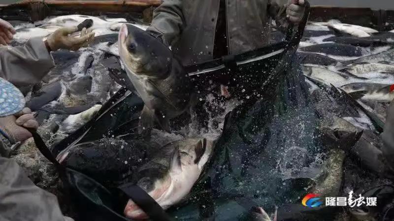 场面震撼！隆昌古宇湖大捕鱼、捕大鱼(图8)