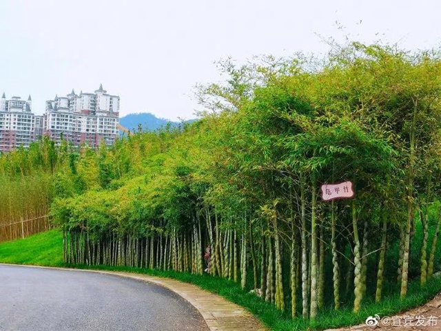 观竹景、赏竹文、品竹食……快来领略宜宾最美竹游风情！(图13)